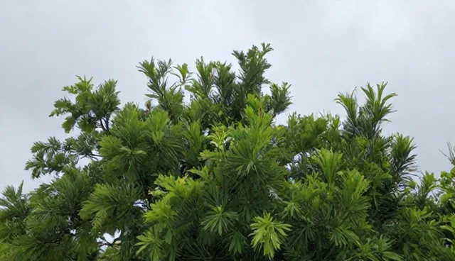 软件测试中的性能测试适用条件与限制